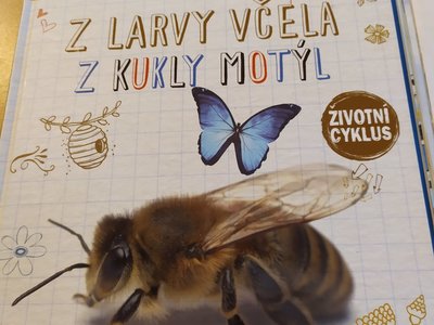 Koťátka se seznámily s fázemi vývoje motýla